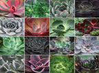 JIGSAW PUZZLE 750 OR 1000 PIECES - COLORFUL COLLAGES ASST