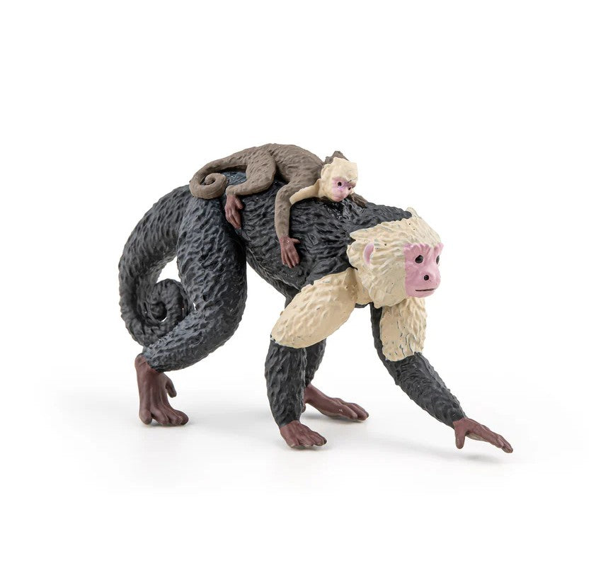 PAPO - CAPUCHIN #50312