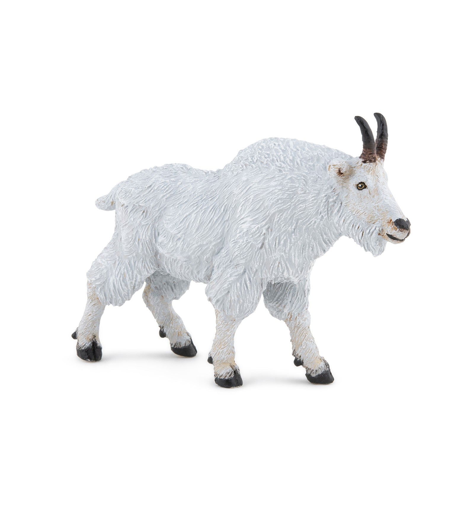 PAPO - CANADIAN GOAT #50317