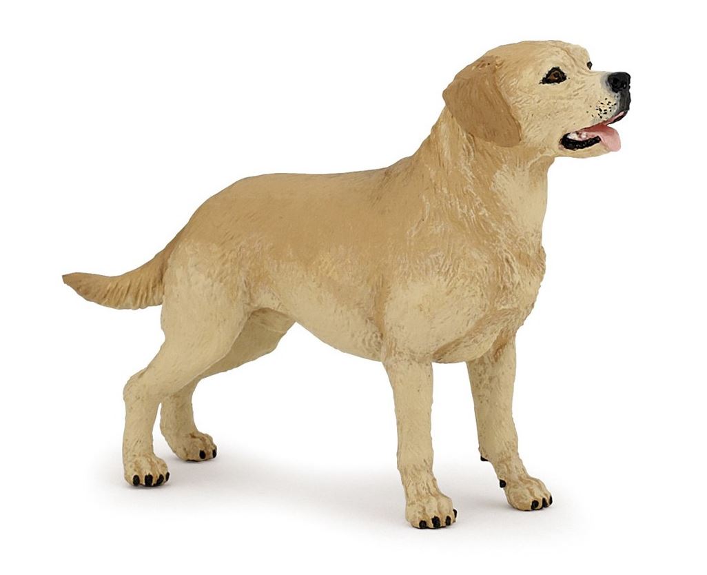 PAPO - LABRADOR #54029