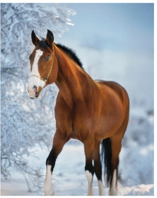HORSE PRINTED MICROSUEDE THROW 48X60