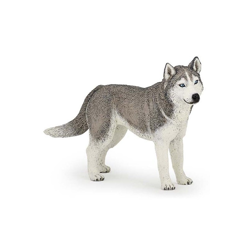 PAPO - HUSKY DE SIBÉRIE #54035