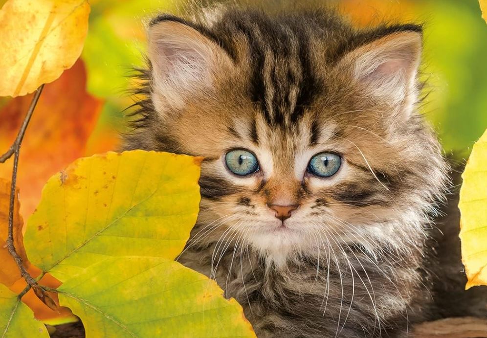 NATHAN CASSE-TÊTE 1500 PIÈCES - CHATON EN AUTOMNE #76-00945