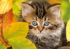 NATHAN CASSE-TÊTE 1500 PIÈCES - CHATON EN AUTOMNE #76-00945