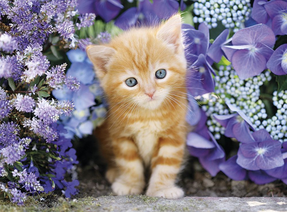 CLEMENTONI CASSE-TÊTE 500 PIÈCES - CHAT DANS LES FLEURS